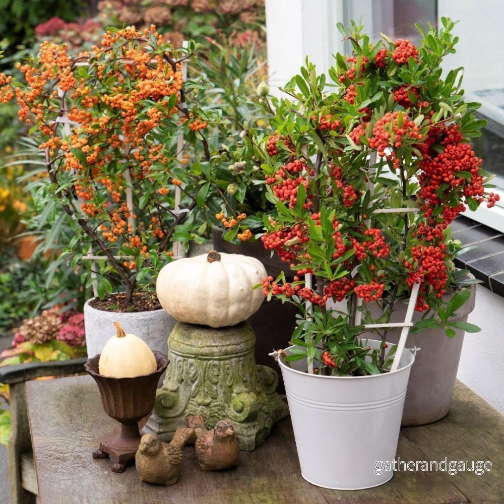 Pyracantha coccinea Orange Star