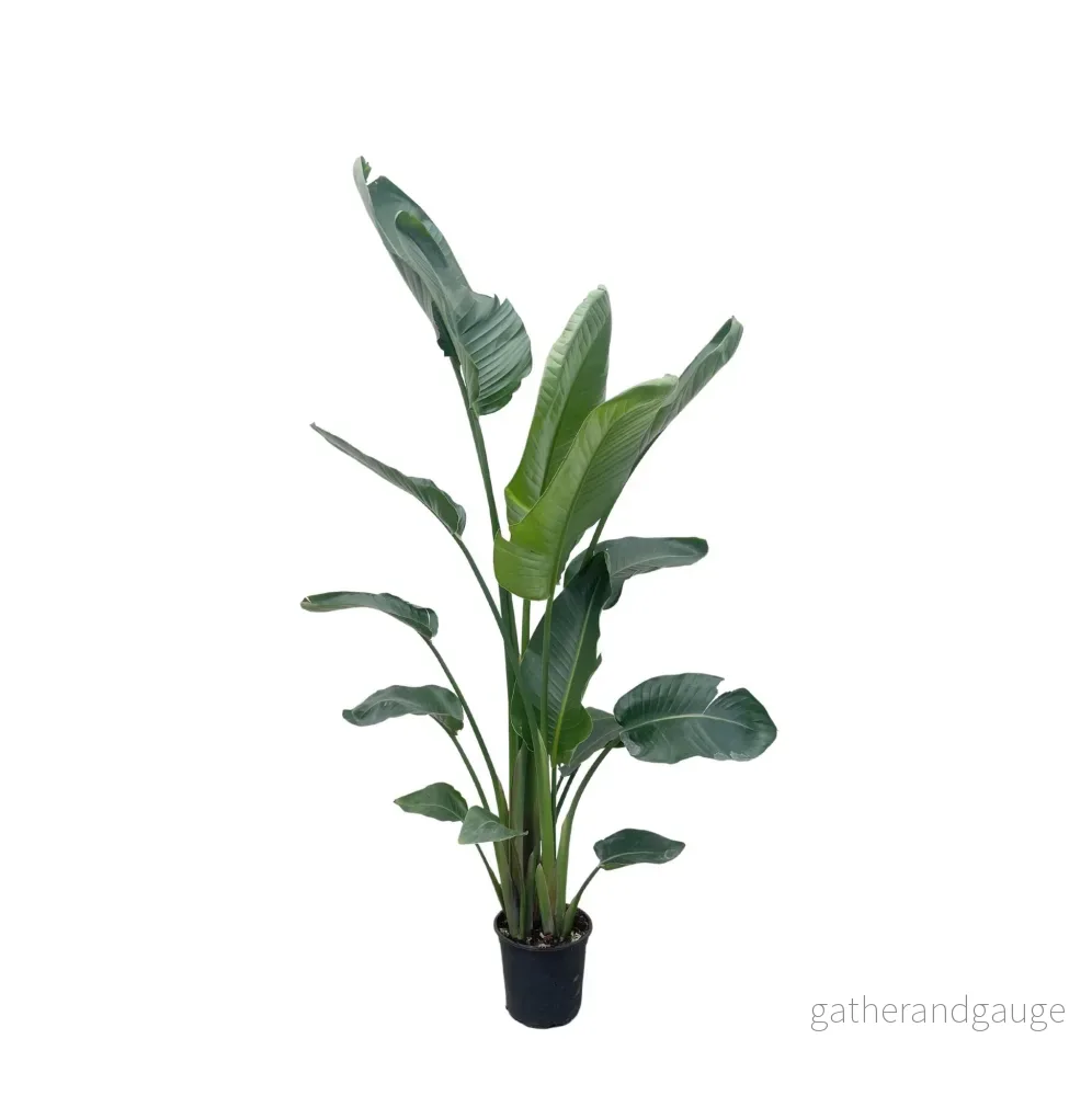 Strelitzia Nicolai XXL – 225 cm – ø27