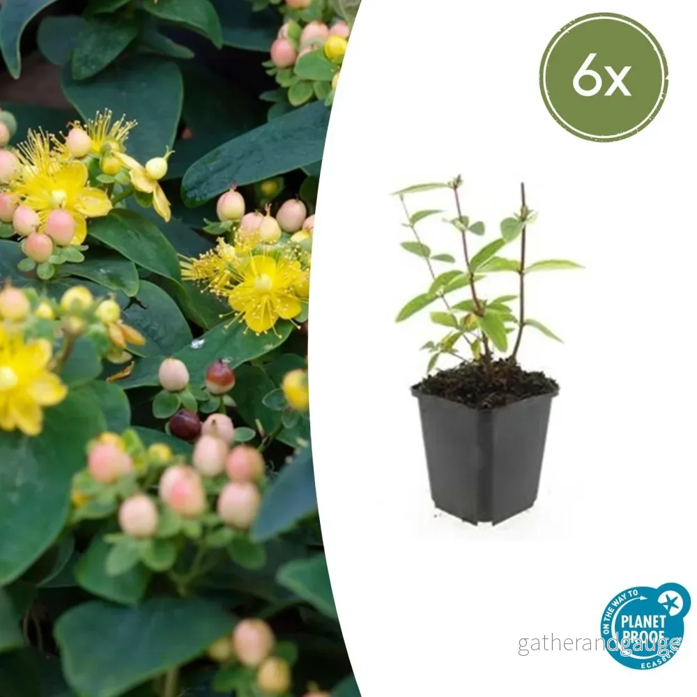 Luktlös Johannesburg (Hypericum inodorum) 'Annebel' - Bild 2