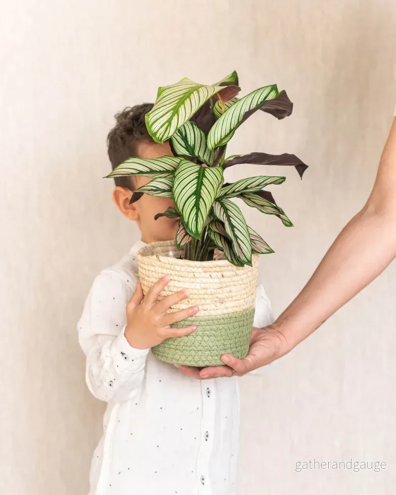 Calathea vit stjärna
