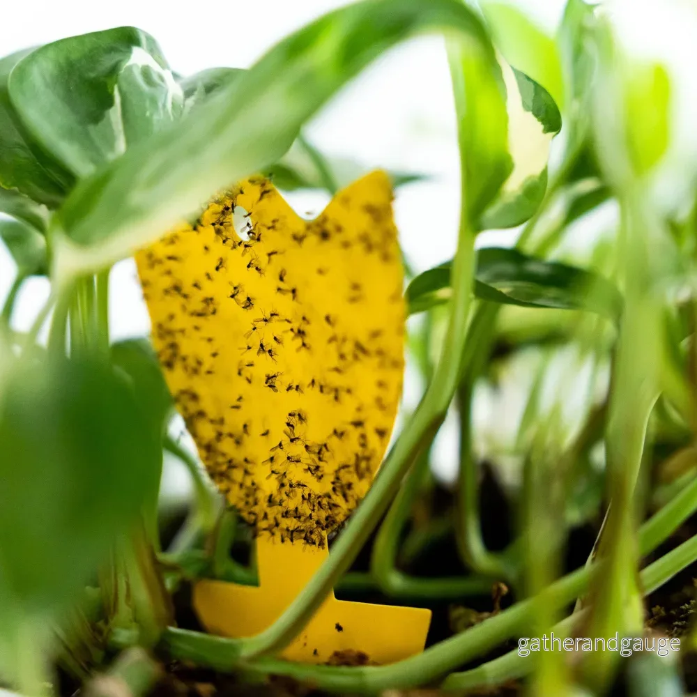 Sticky Leaf Gul Mini – mot sorgmyggor