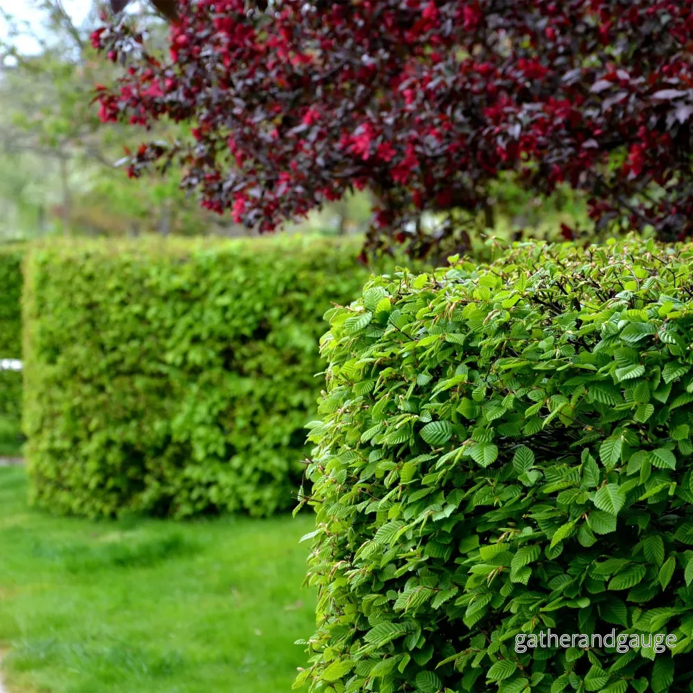 Gemensam Hornbok (Carpinus Betulus) 'Carpinus Betulus'