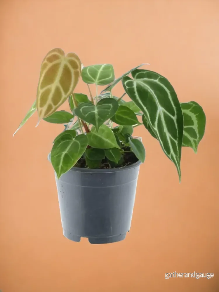 Anthurium Crystallinum Anthurium Crystallinum