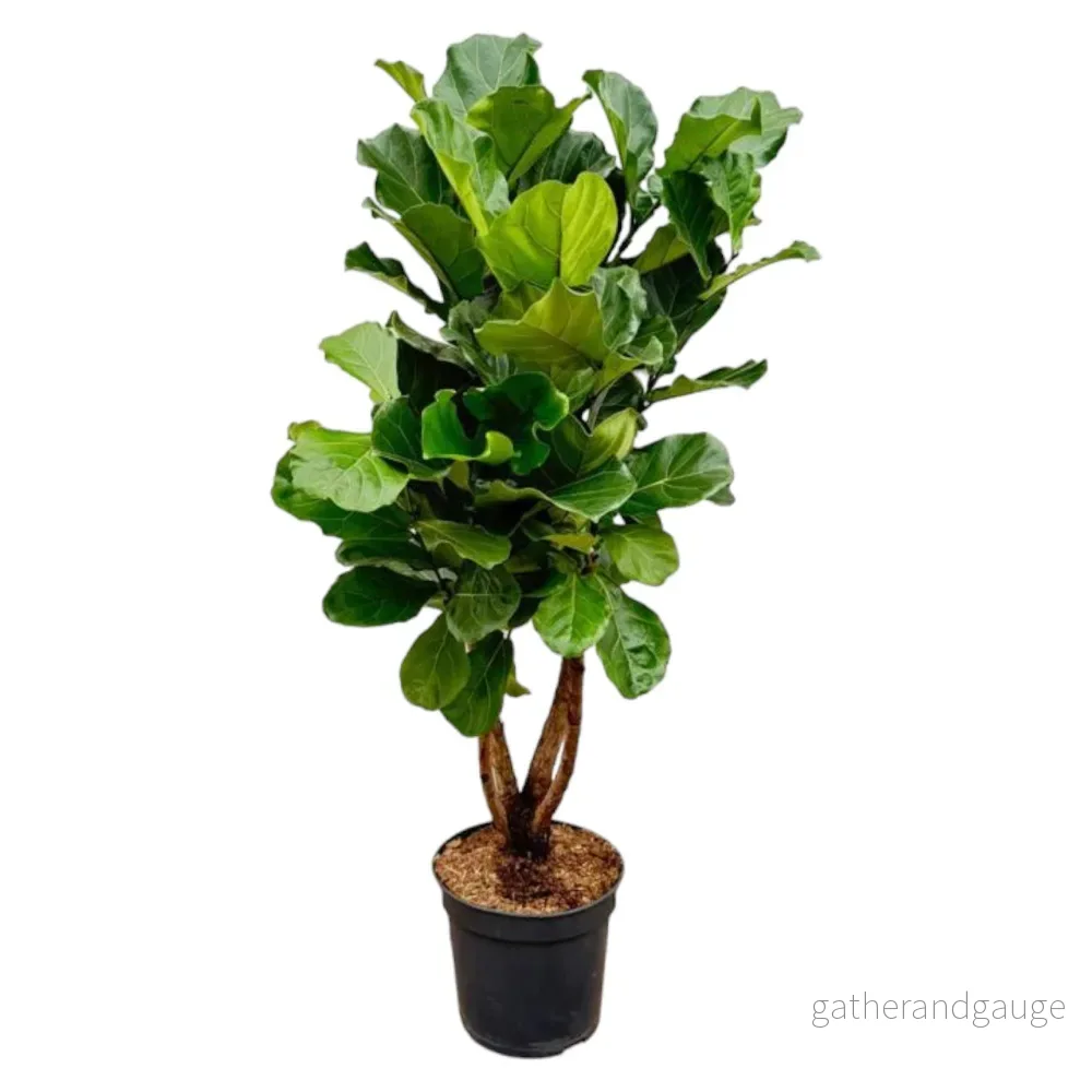 Ficus Lyrata vertakt XL – 200cm – ø32 Ficus Lyrata vertakt XL – 200cm – ø32