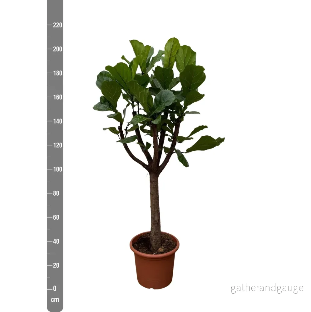 Ficus Lyrata bom XXL - 210 cm - ø40 - Bild 3