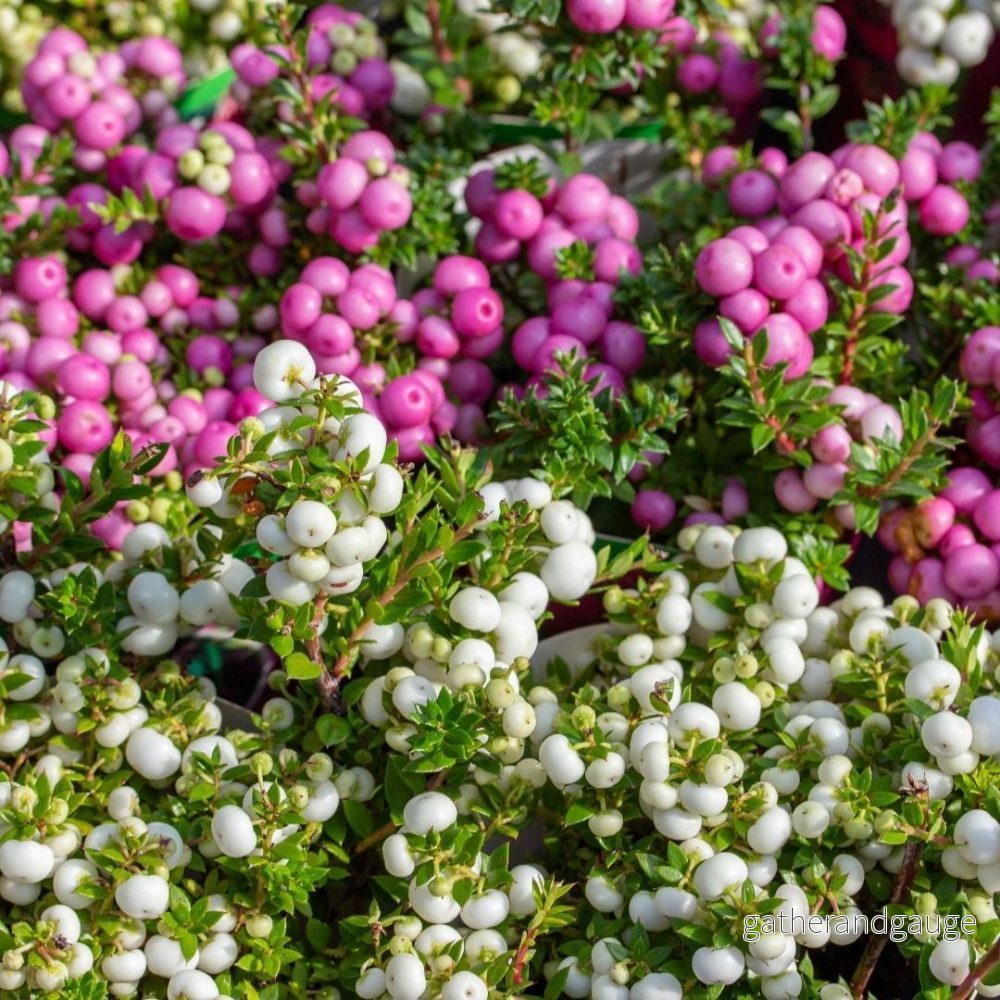 Set med 6 vita mucronate vintergreens – Pernettya mucronata Ø12cm | ↨20 cm