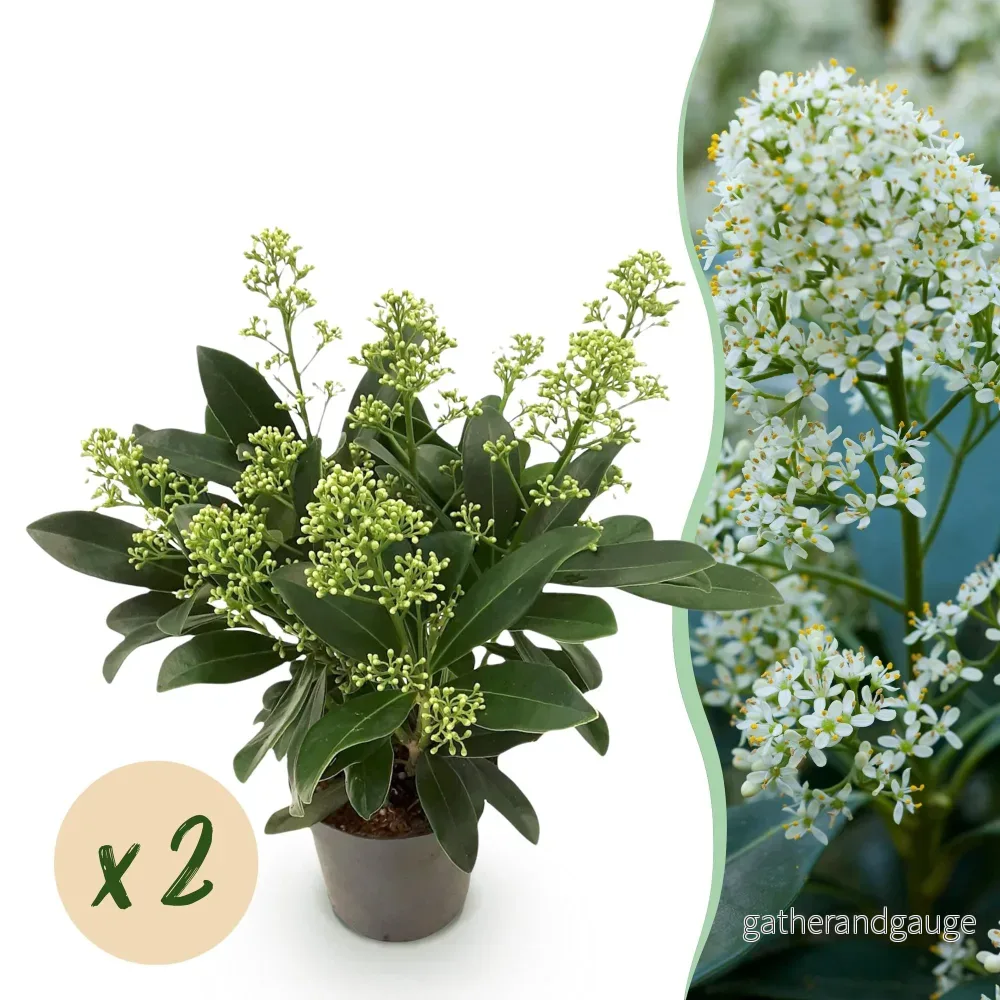 Japansk Skimmia (Skimmia japonica) 'Finchy' - Bild 2