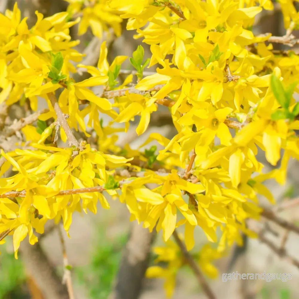 Forsythia Intermedia (Forsythia x intermedia) 'Goldrausch' - Bild 3