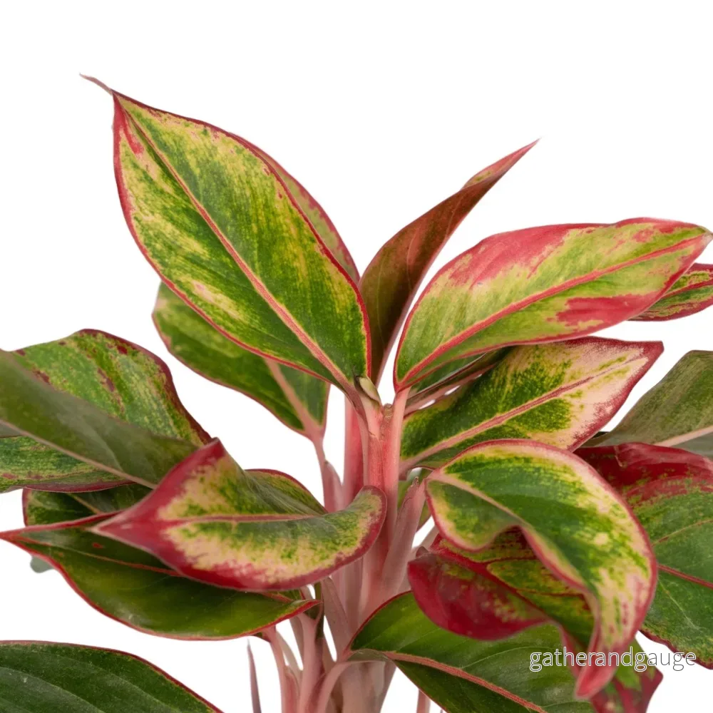 Aglaonema Kreta - Bild 3