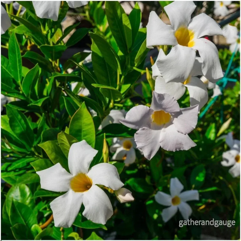 Dipladenia vit – D12cm – utomhusblommande växt Dipladenia vit – D12cm – utomhusblommande växt