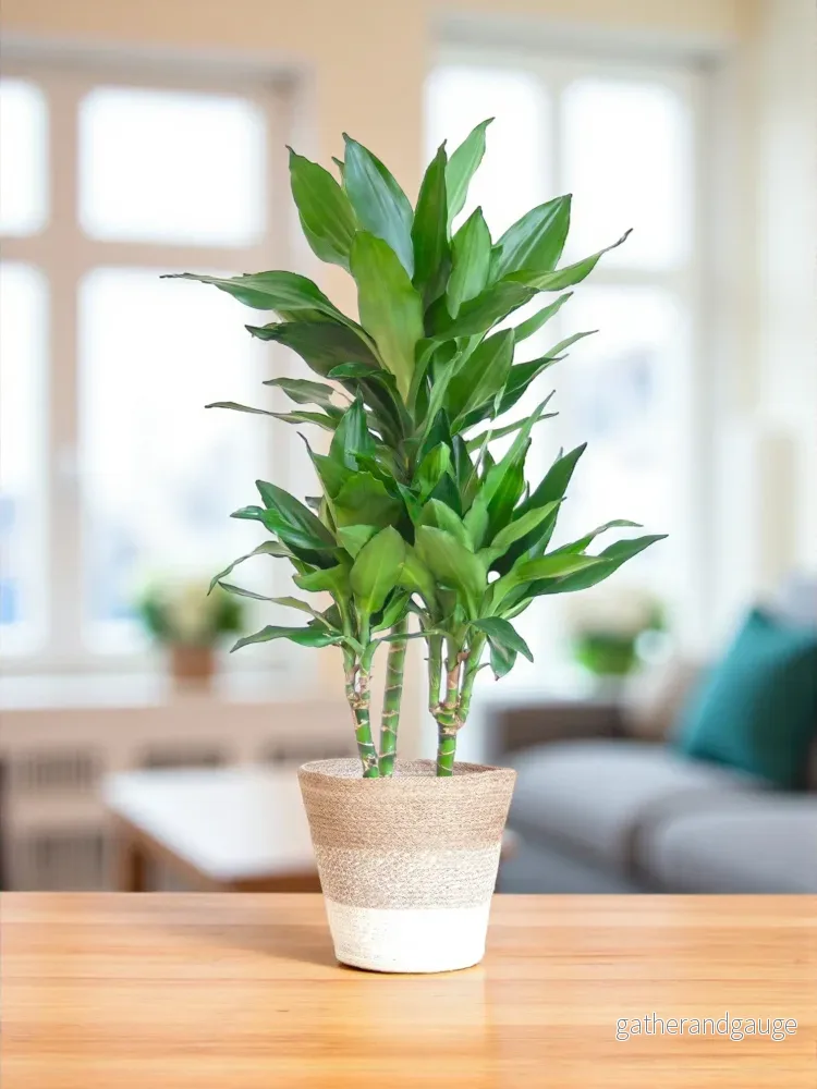 Dracaena Janet Lindt och hennes kruka