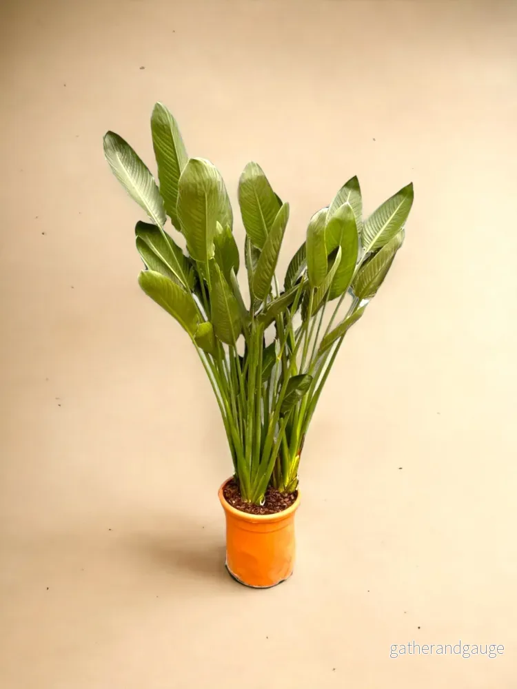 Strelitzia Reginae Strelitzia Reginae