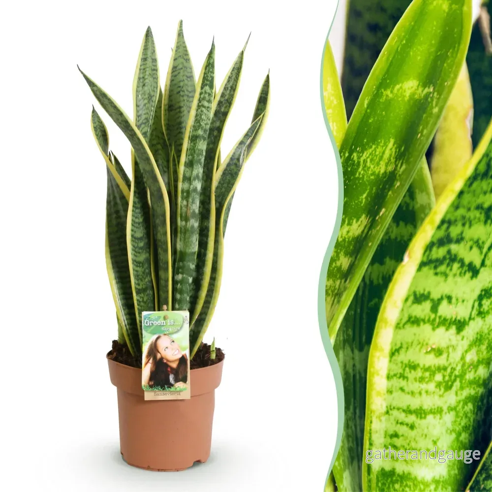 Sansevieria Laurentii - Bild 2