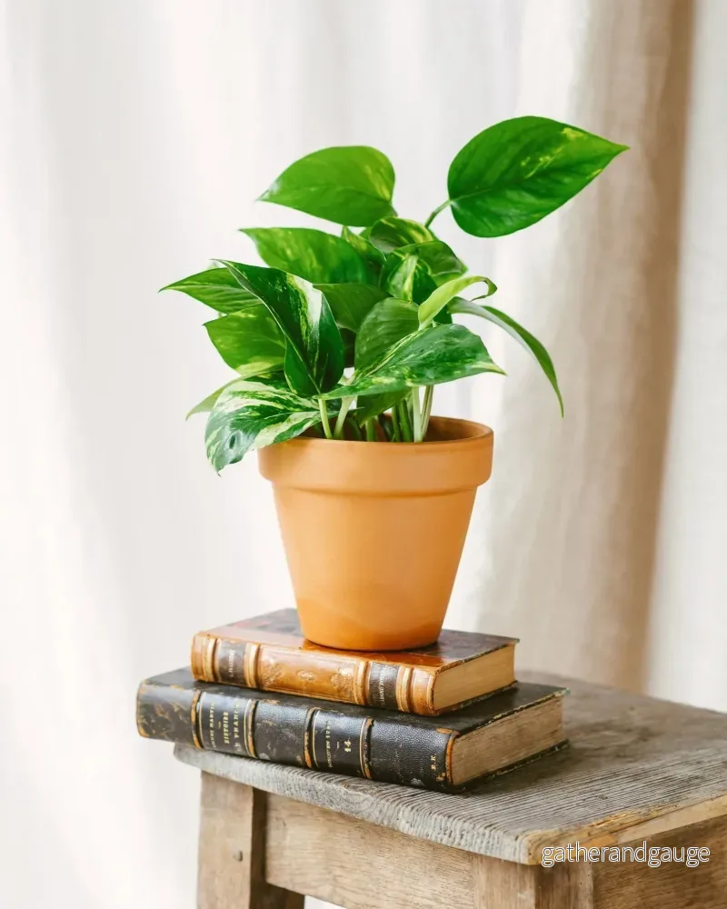 Pothos gyllene epipremnum - Bild 2