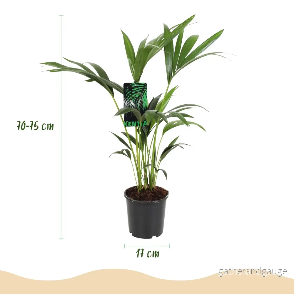 Howea Forsteriana Kentia - Bild 2