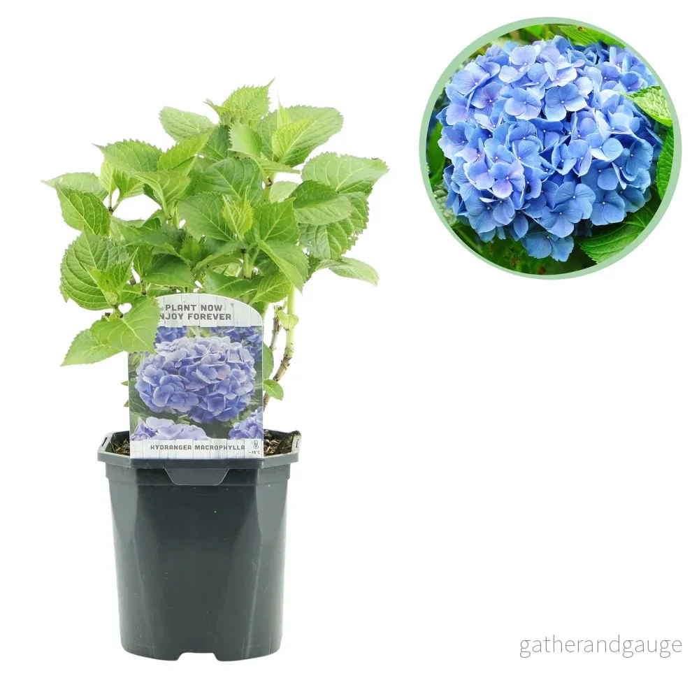 Hortensia (Hydrangea macrophylla) 'Blue' - Blå trädgårdshortensia - Bild 3