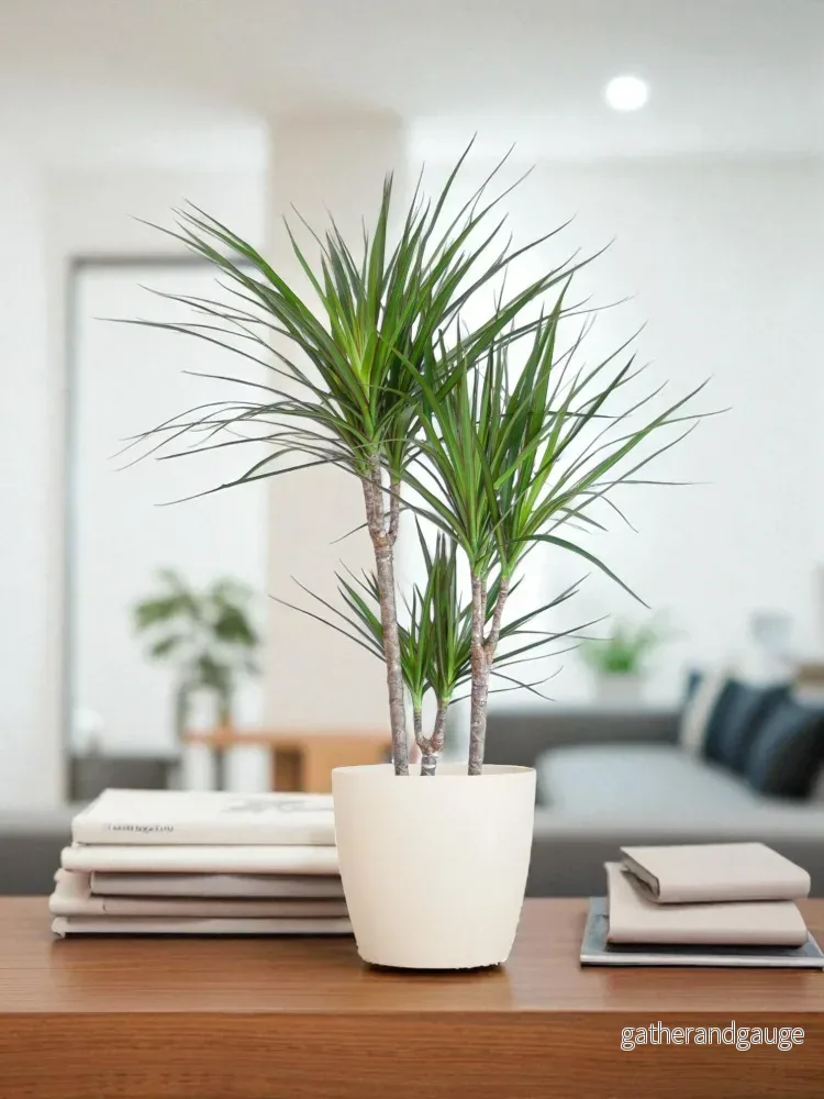 Dracaena Marginata och dess kruka Dracaena Marginata och dess kruka