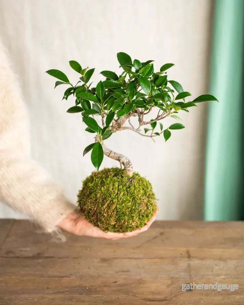 Kokedama – Bonsai Retusa Kokedama – Bonsai Retusa