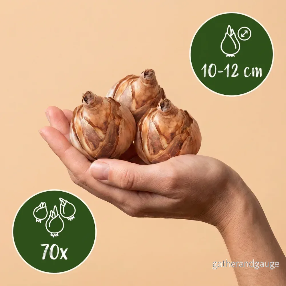 Mélange de bulbes pour jardin ensoleillé - Bild 3