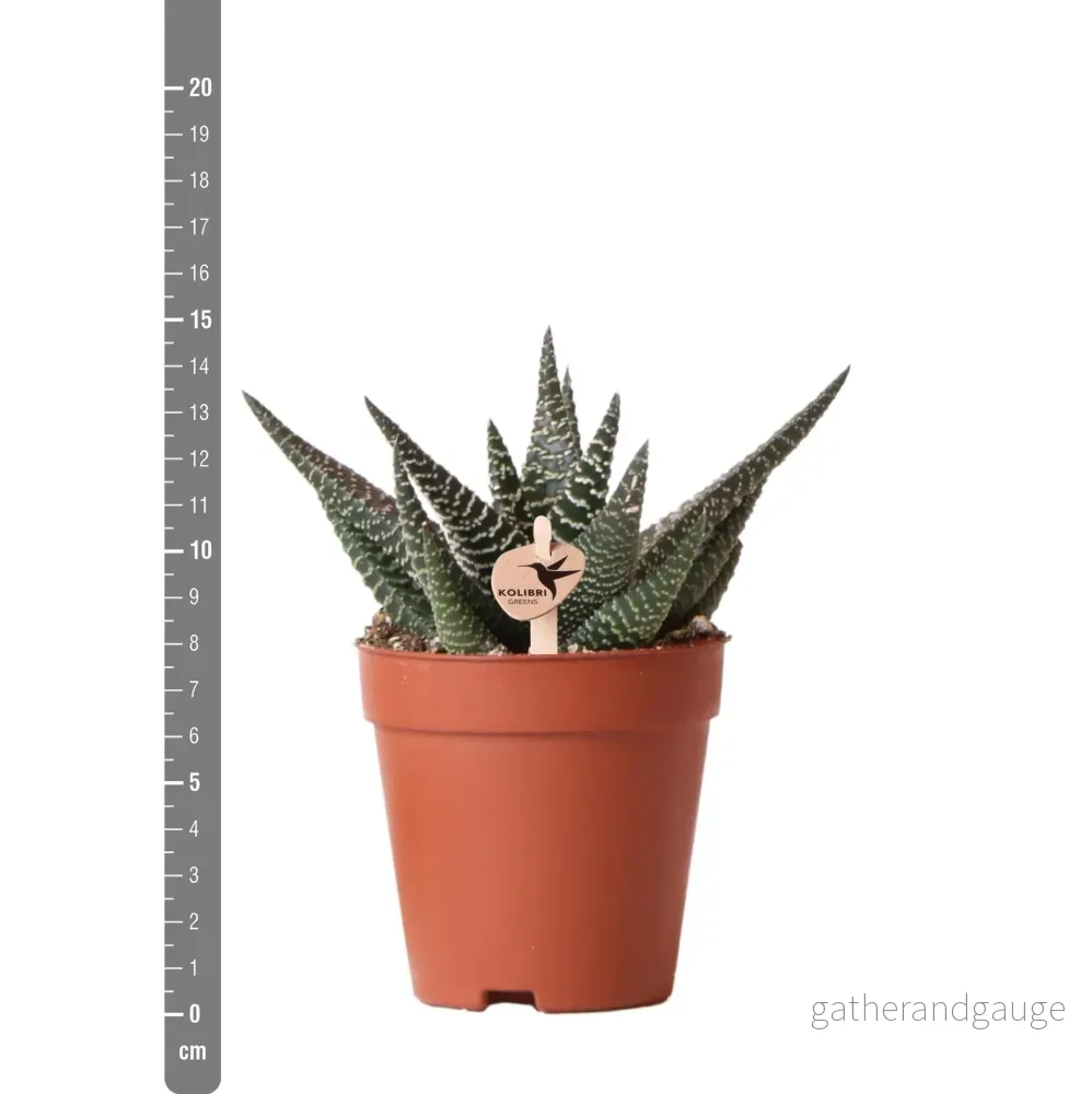 Haworthia Royal Highness h15cm - Bild 3