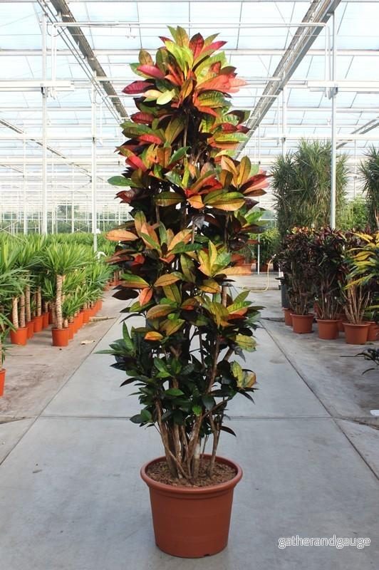Codiaeum Iceton – 230 cm Codiaeum Iceton – 230 cm