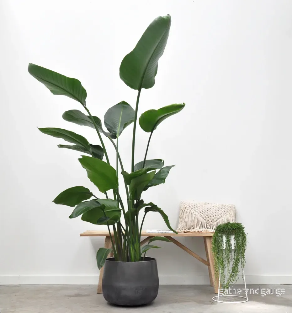 Strelitzia Nicolai - 200 cm - ø27 - Bild 2