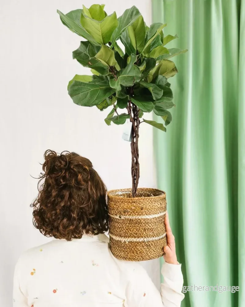 Ficus Lyrata flätad stam h100cm Ficus Lyrata flätad stam h100cm
