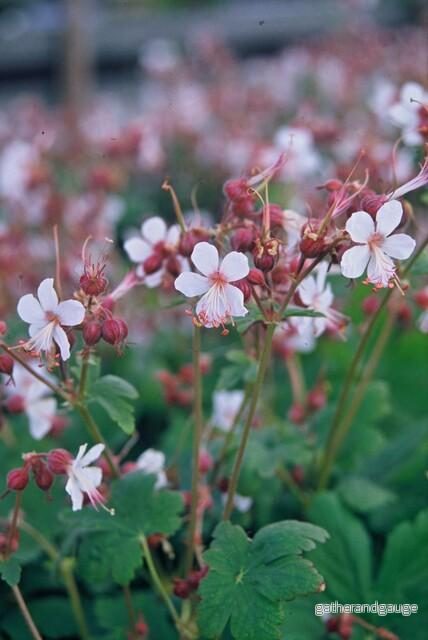 Storkranium Vivace (Geranium macrorrhizum) 'Spessart' - Bild 3