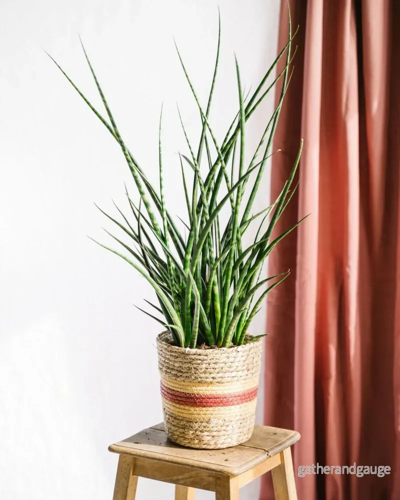 Sansevieria Punk h70cm