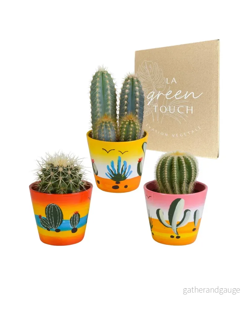 Cactus Trio h18cm