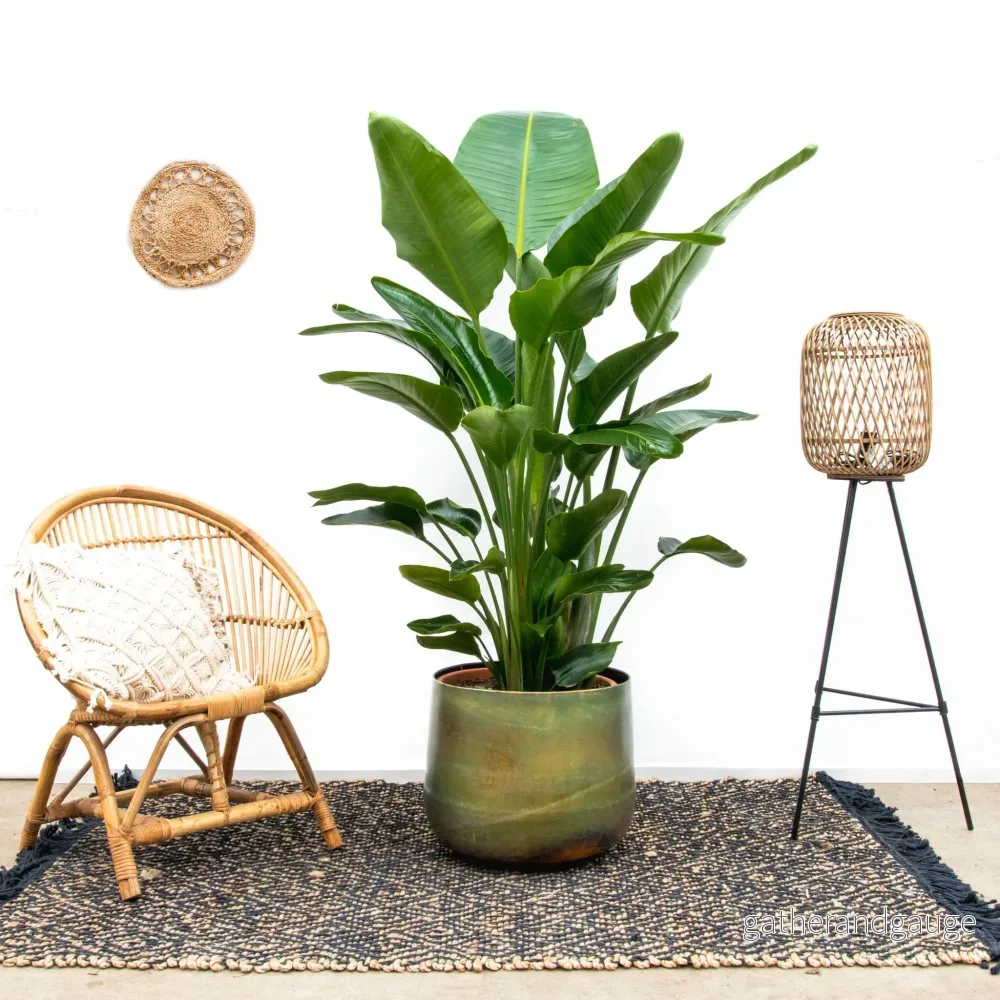 Strelitzia Nicolai lyx XXL - 250cm - ø40 - Bild 3