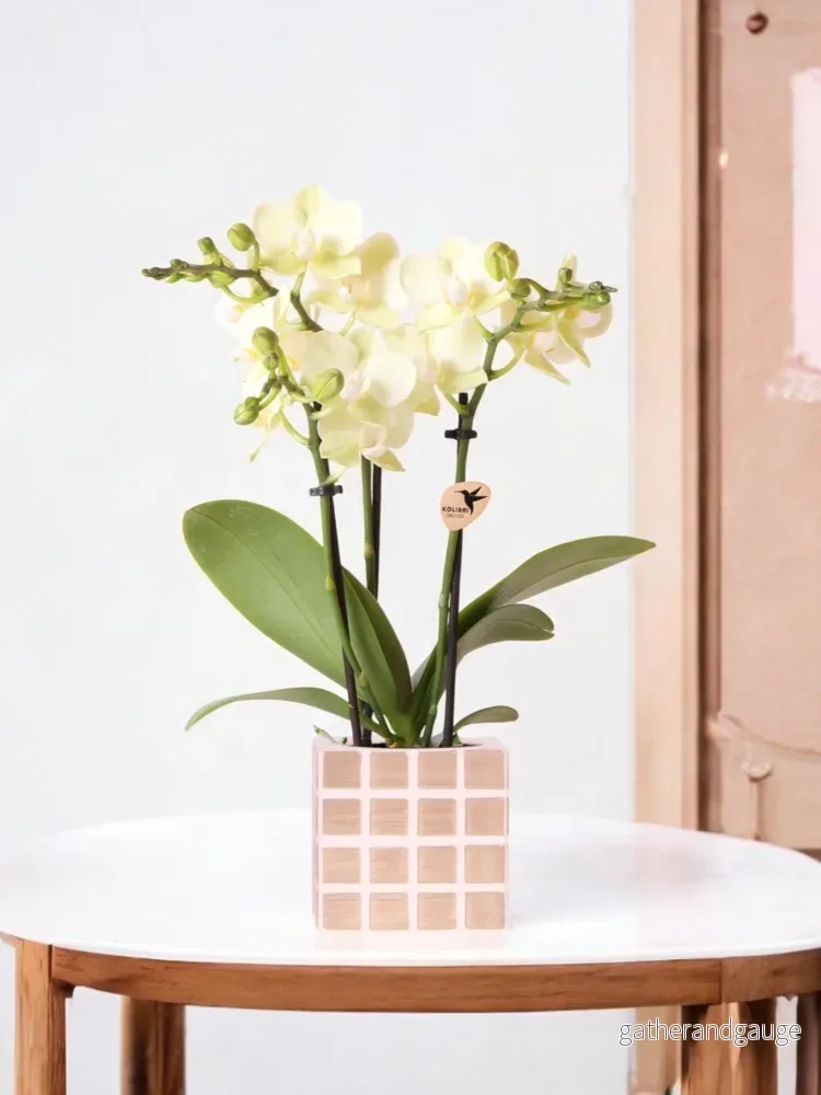 Gul Phalaenopsis orkidé och dess kruka Gul Phalaenopsis orkidé och dess kruka