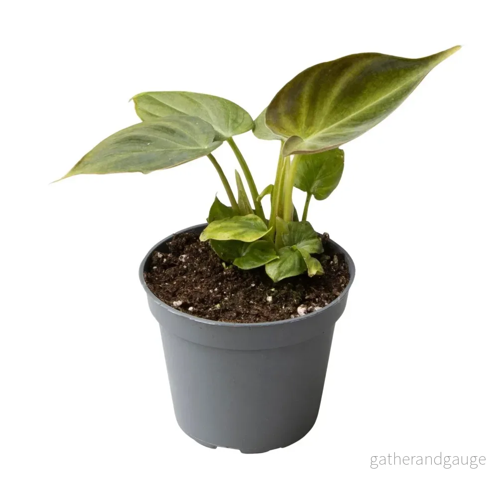Mini Philodendron Verrucosum - Bild 2