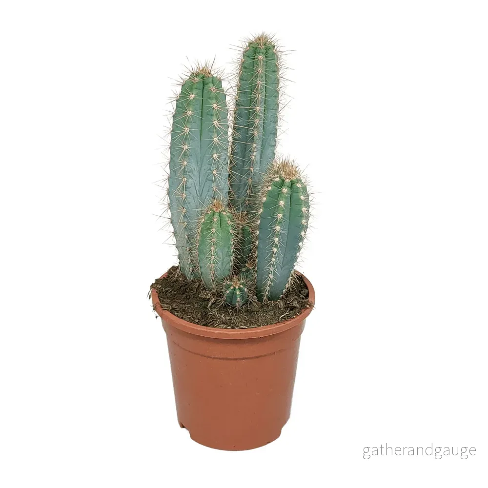 Pilosocereus Azureus – inomhuskaktus