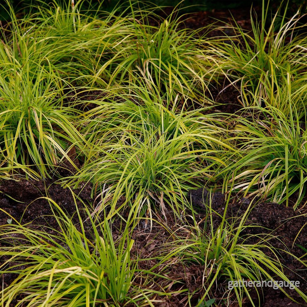 Japansk starr (Carex Oshimensis) 'Everillo'