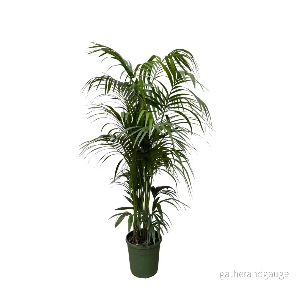 Kentia palm – 230 cm – ø38 Kentia palm – 230 cm – ø38