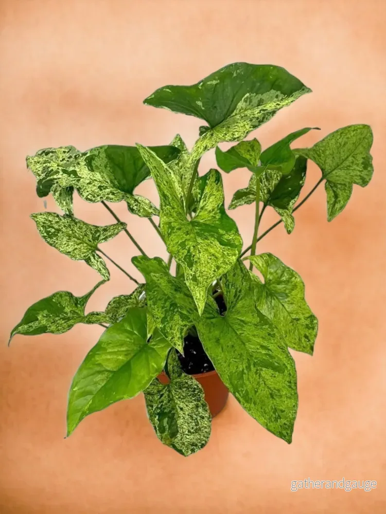 Syngonium fläckigt