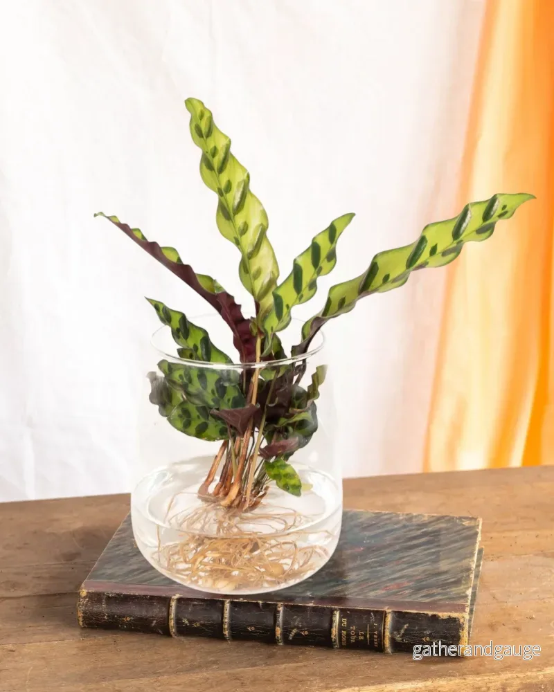 Calathea Lancifolia i hydrokultur Calathea Lancifolia i hydrokultur