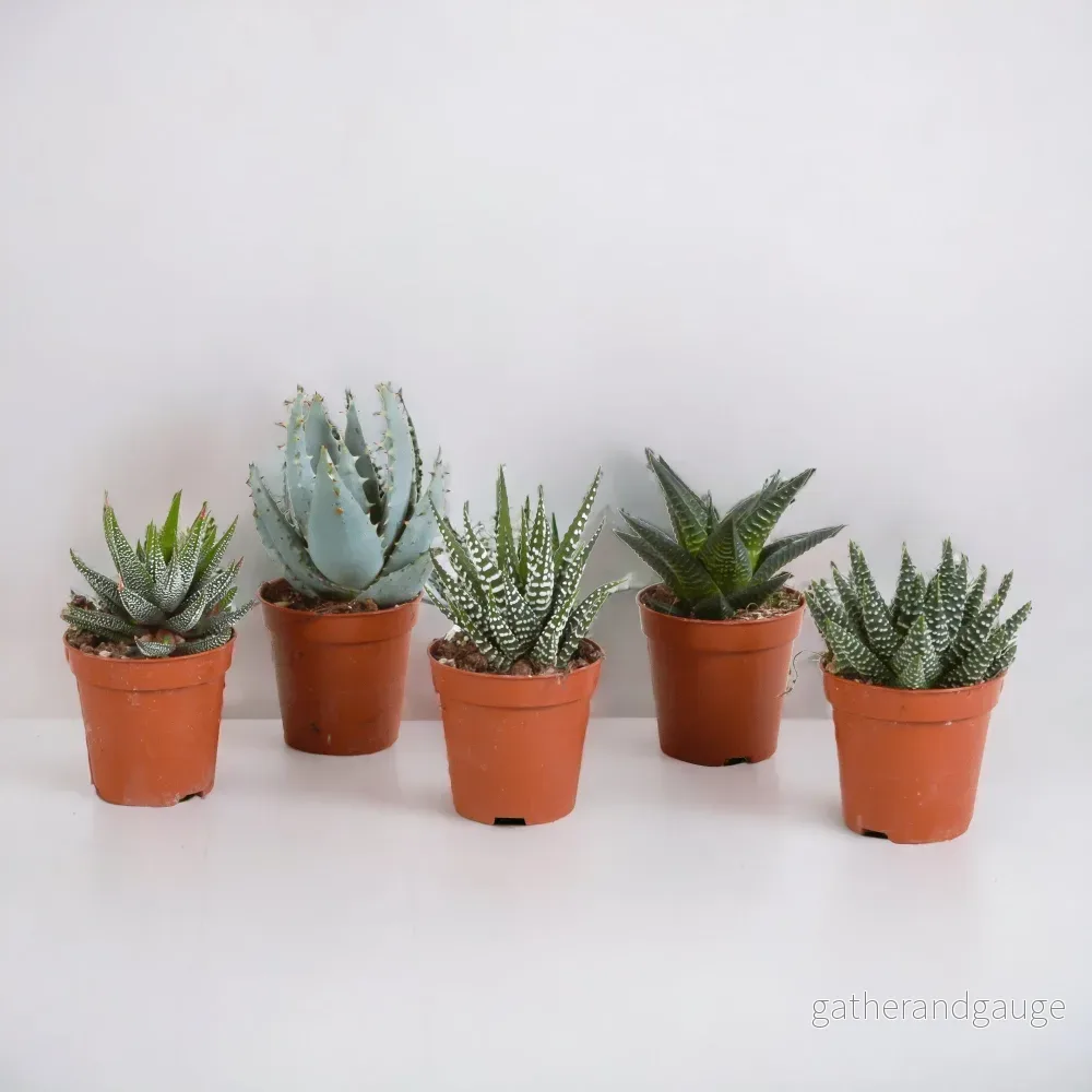 Gasteriabox, Haworthia – Set med 5 plantor, h13cm