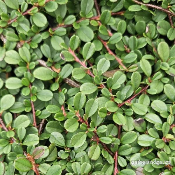 Cotoneaster dammeri 'Streib's Findling' - Dammercotoneaster