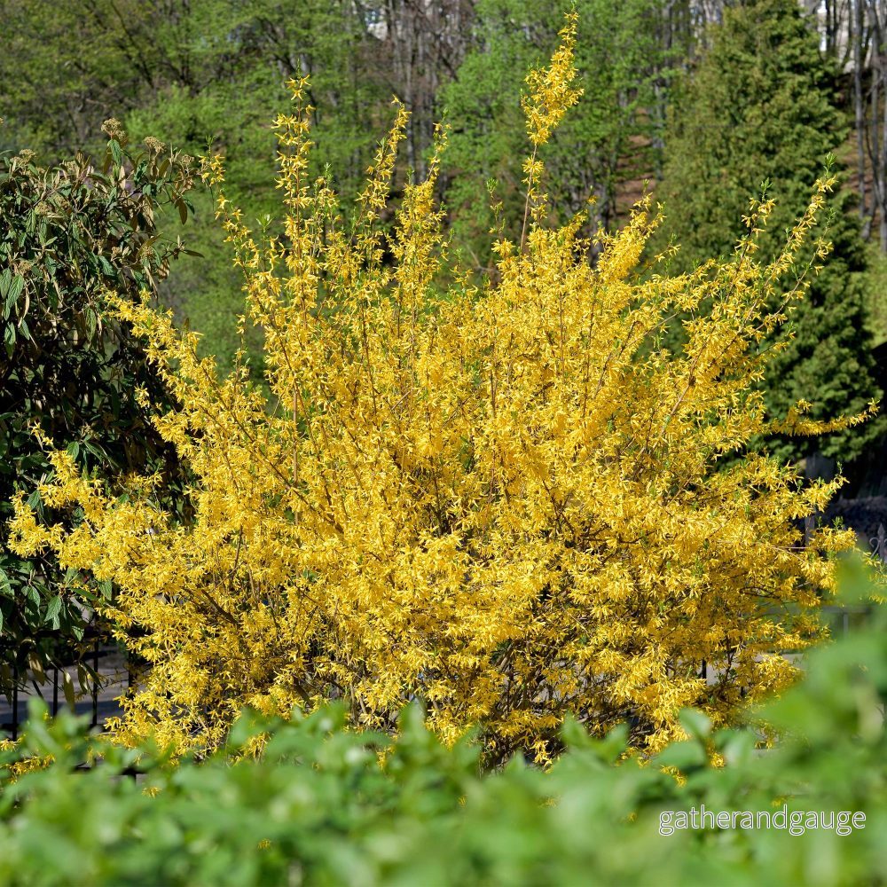 Forsythia Intermedia (Forsythia x intermedia) 'Goldrausch'