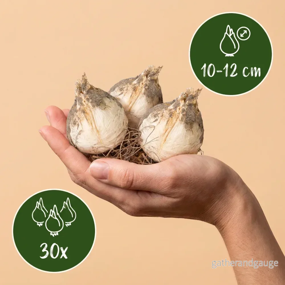 Ail d'ornement étoile de Perse - Bild 3