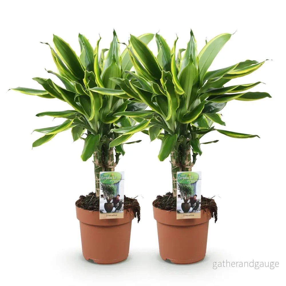Dracaena fragrans Golden Coast – Paket med 2 – Kruka 17 cm - Bild 3