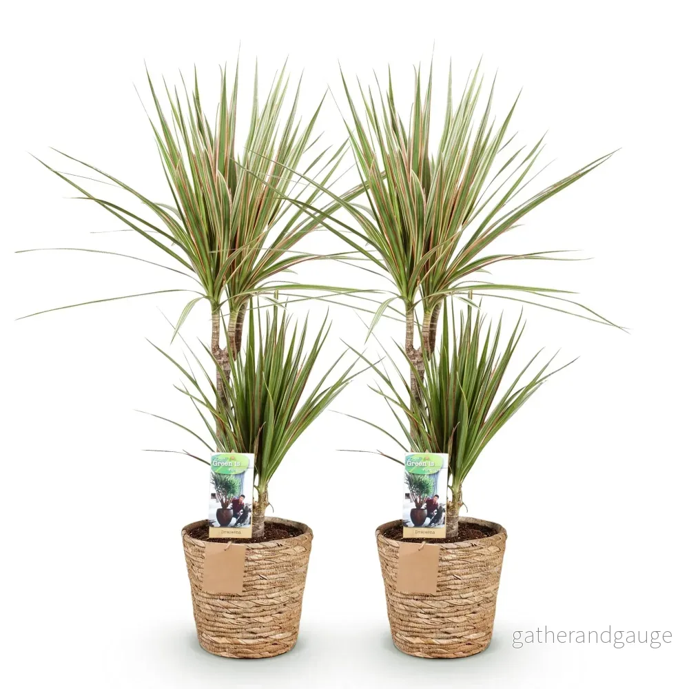 Dracaena Sunray – 2-pack – Kruka 17 cm – Höjd 70-75 cm - Bild 3