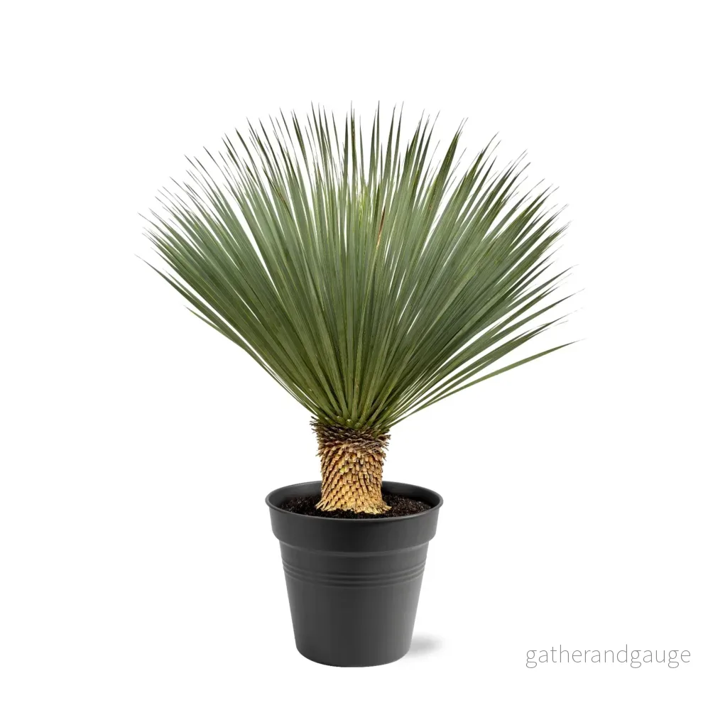 Yucca Rostrata – 100 – 120 cm – Ø40 Yucca Rostrata – 100 – 120 cm – Ø40