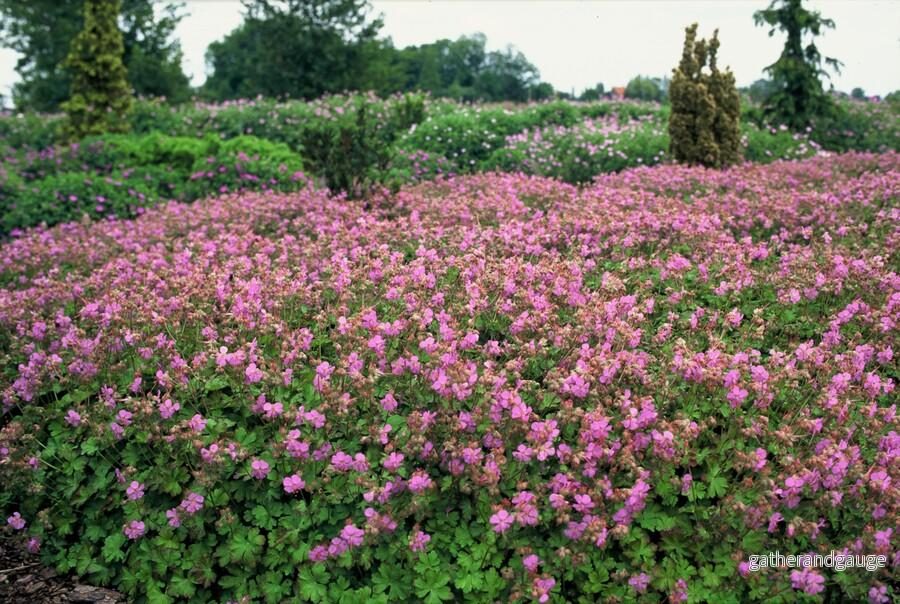 Staudenstorksnävel (Geranium x cantabrigiense) 'Cambridge'