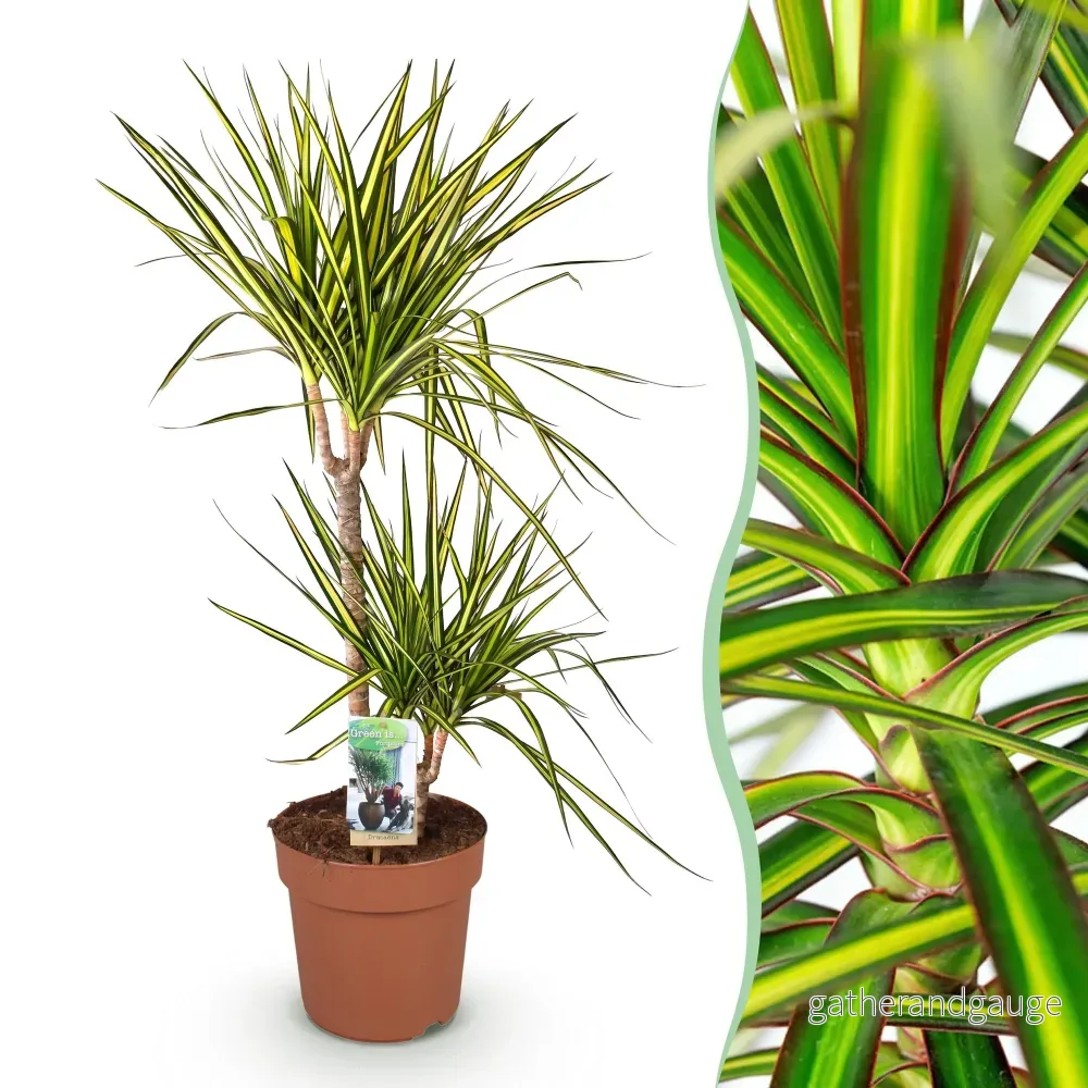 Dracaena Sunray - Bild 2