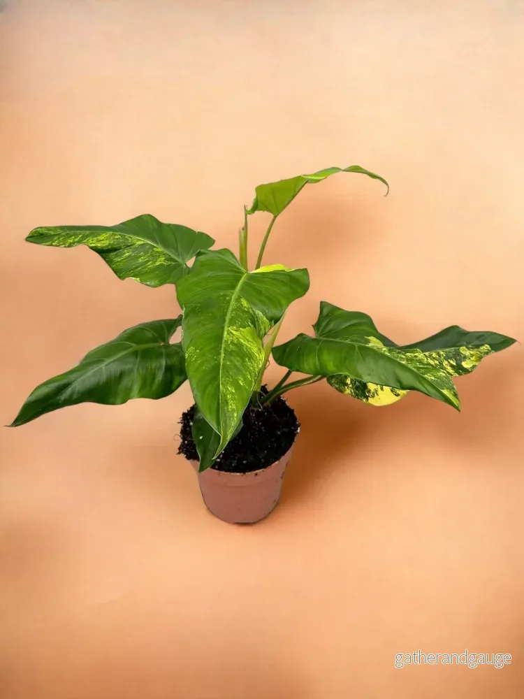 Philodendron Domesticum Variegata Philodendron Domesticum Variegata