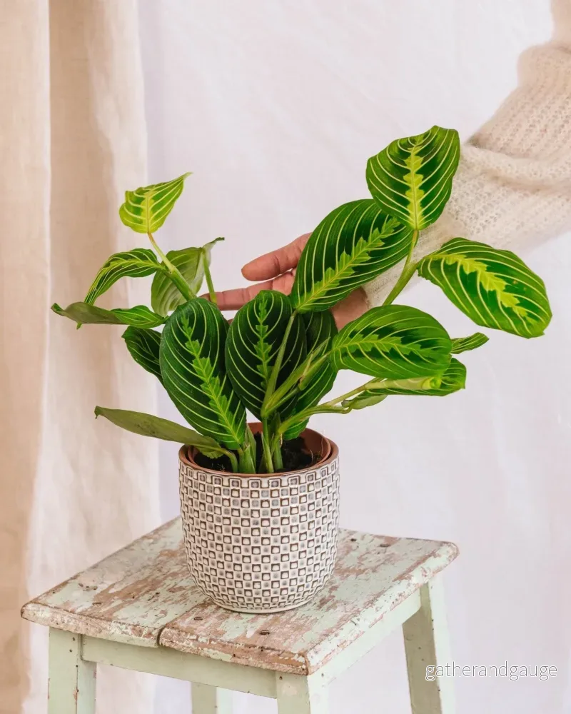 Maranta citronlime Maranta citronlime