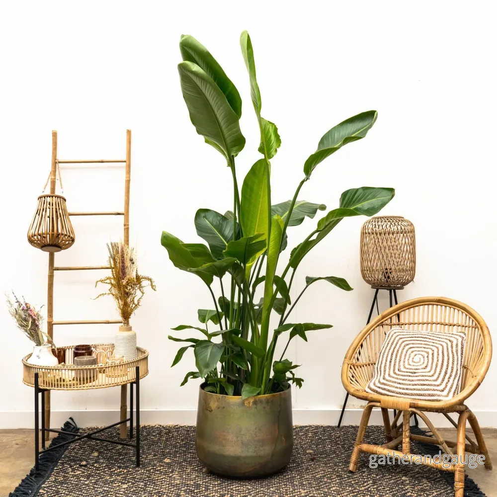 Strelitzia Nicolai lyx XXL – 250cm – ø40